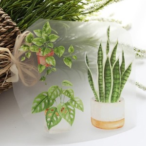 3D전사지]산세베리아 식물(93016)